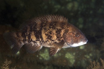  Tautog (Blackfish) 