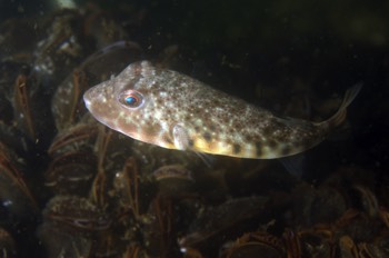  Northern Puffer 