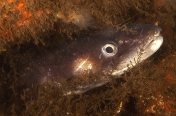  Conger Eel 