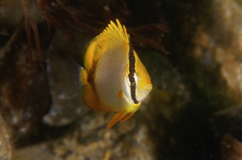  Spotfin Butterflyfish 