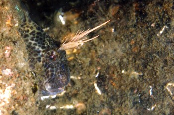  Horned Blenny 