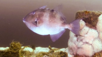  Grey Triggerfish 