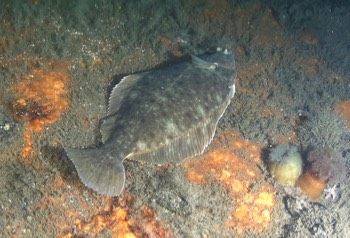  Winter Flounder 