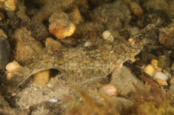  Juvenile Flounder 