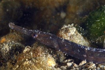  Pipefish 