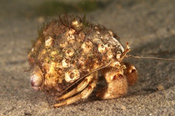  Hermit Crab 