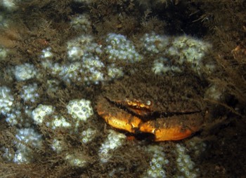  Jonah Crab 