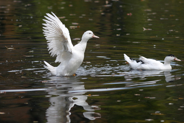 geese