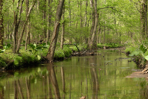 Nature Center stream