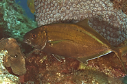 1.  Obviously some sort of jack, but can't ID the coloration, haven't found any copper colored variants like this<br><br>Turks and Caicos Islands