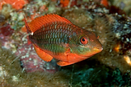 2. Redband Parrotfish, initial phase?  Color a bit off from examples I have seen in references, but possibly just a minor variant.<br><br>Florida southwest coast