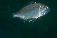 4. Juvenile Scup (aka Porgy)?  Schooling a few feet over the bottom.<br><br>Shallow artificial reef (rubble pile) off Queens, New York