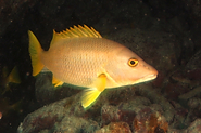 5.  Some sort of snapper, but not sure about color. Schoolmaster with faded stripes?<br><br>Florida Keys