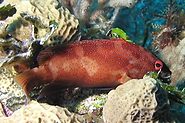 6.  Speckled Hind?  Black face not seen in references.<br><br>Roatan, Honduras
