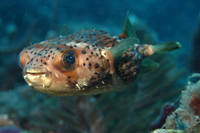 Balloonfish, AKA Longspine Porcupinefish