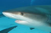 Caribbean Reef Shark