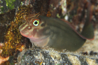 Chestnut Blenny