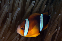 Clark's Anemonefish, Orange Variation