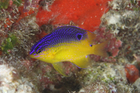 Cocoa Damselfish, Juvenile form