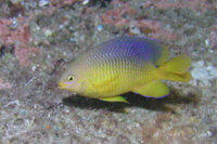 Cocoa Damselfish, intermediate form