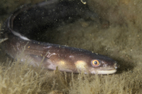 Conger Eel