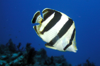 Banded Butterflyfish