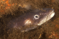 Conger Eel