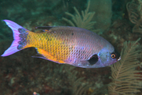 Creole Wrasse