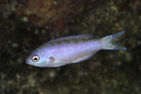 Creole Wrasse, Juvenile