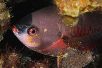 Creole Wrasse