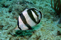 Banded Butterflyfish