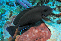 Doctorfish