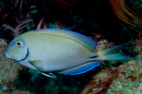 Doctorfish