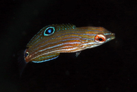 Doublespot Wrasse (AKA Red-Lined Wrasse), Juvenile