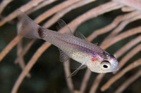 Dusky Cardinalfish