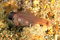 Dusky Cardinalfish