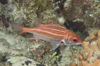 Dusky Squirrelfish