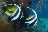 False Moorish Idol