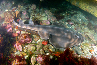 Banded Guitarfish