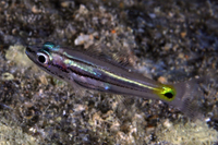 Fivelined Cardinalfish