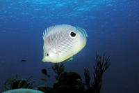 Four Eye Butterflyfish