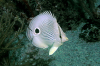 Four Eye Butterflyfish