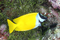 Foxface Rabbitfish