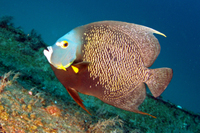French Angelfish