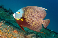 French Angelfish