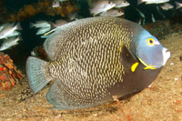 French Angelfish