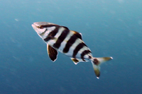 Banded Rudderfish