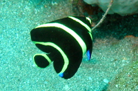 French Angelfish, juvenile form
