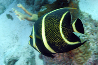 French Angelfish, intermediate form