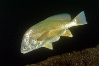 Freshwater drum, AKA Sheephead